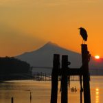 畅享猫咪VIP在线观看,尽览萌宠精彩瞬间 8a3023zo5w