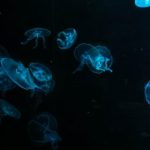 美丽新世界漫画韩国无删减版:探索禁忌与欲望的边界 rc8gc